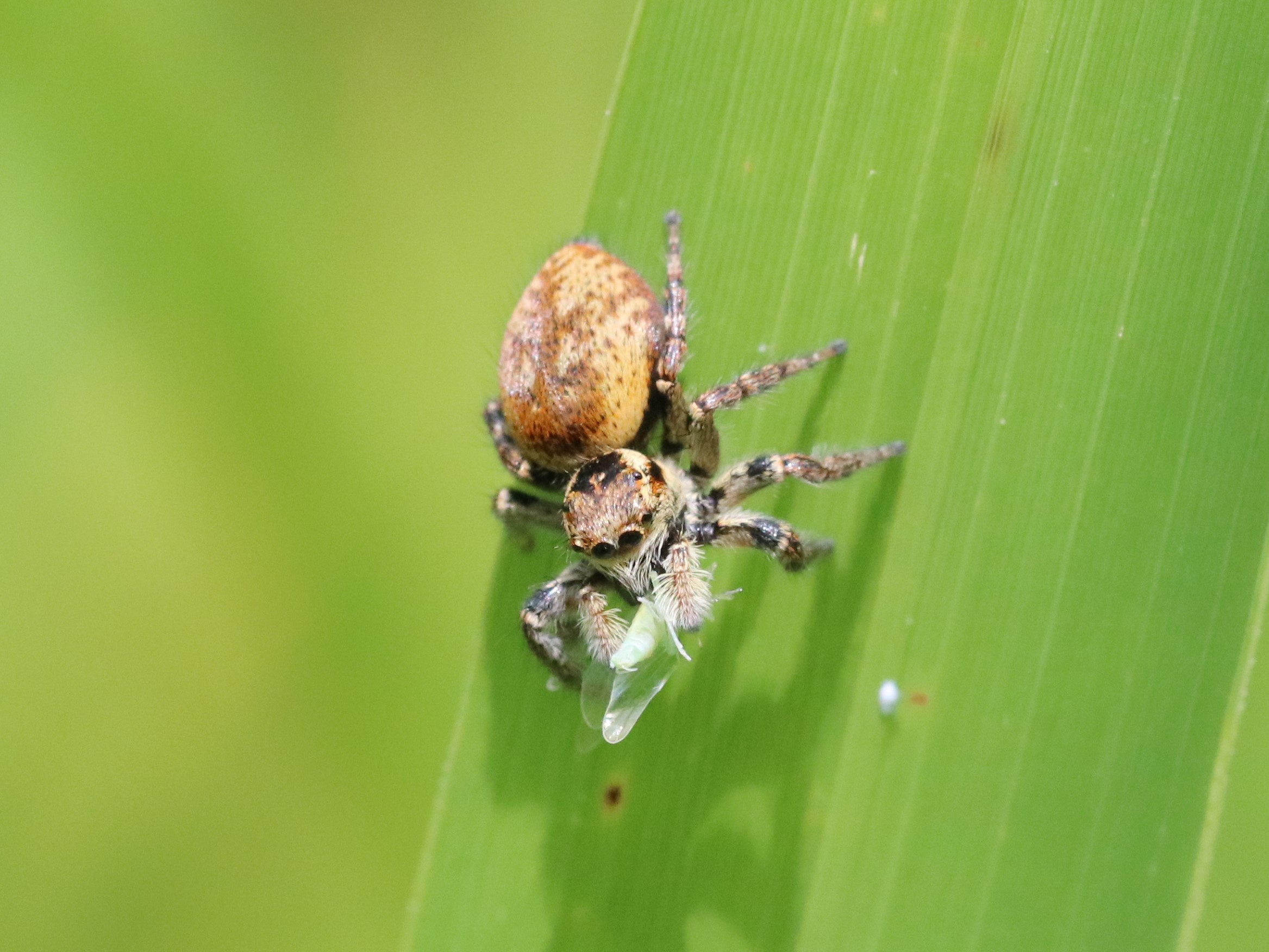 何か食べるネコハエトリ